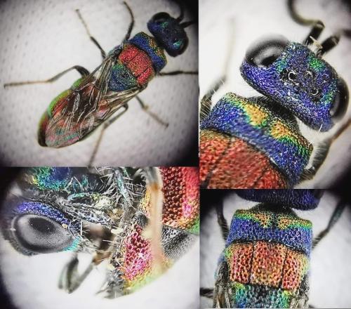Chrysis illigeri